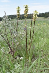 Pedicularis parryi