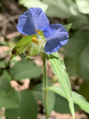 Commelina erecta erecta