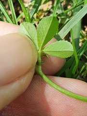 Trifolium resupinatum image