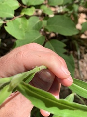 Commelina erecta erecta