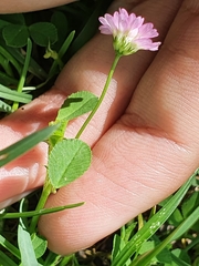 Trifolium resupinatum image