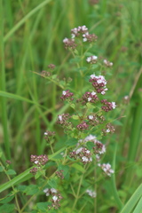 Origanum vulgare