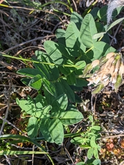 Astragalus umbellatus