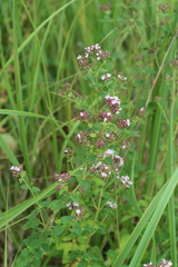 Origanum vulgare