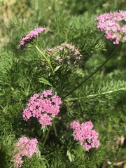 Meum athamanticum