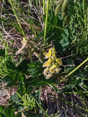 Astragalus umbellatus