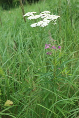 Achillea millefolium