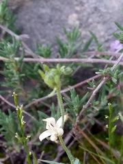 Linaria simplex image