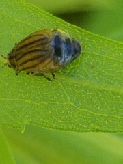 Ophraella conferta