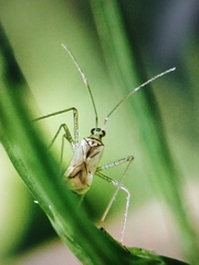 Dicyphus errans