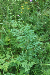 Thalictrum aquilegiifolium