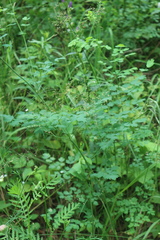 Thalictrum aquilegiifolium
