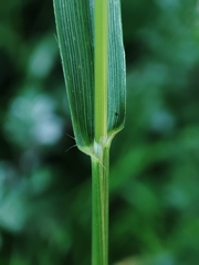 Trisetum flavescens