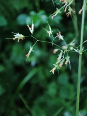 Trisetum flavescens