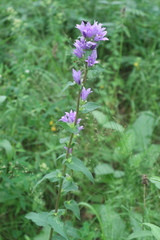 Campanula glomerata