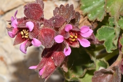 Telesonix heucheriformis