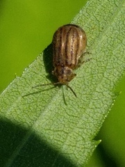 Ophraella conferta