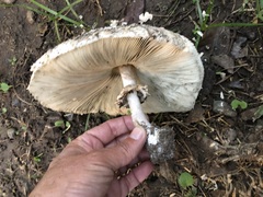 Chlorophyllum