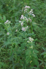 Origanum vulgare