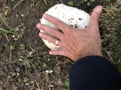 Chlorophyllum