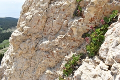 Telesonix heucheriformis