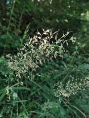 Trisetum flavescens