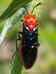 Arge coccinea