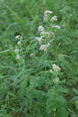 Origanum vulgare