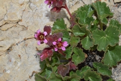 Telesonix heucheriformis