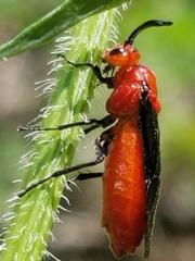 Arge coccinea