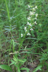 Platanthera bifolia