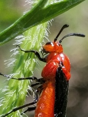 Arge coccinea