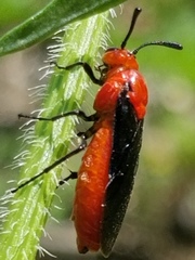 Arge coccinea