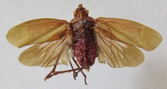 Enchophora tuberculata