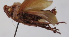 Enchophora tuberculata