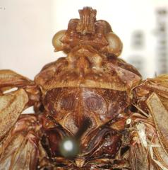 Enchophora tuberculata