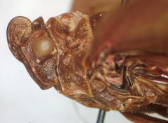 Enchophora tuberculata