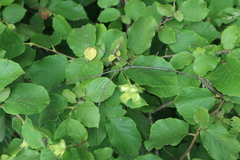 Corylus avellana