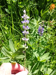 Lupinus burkei