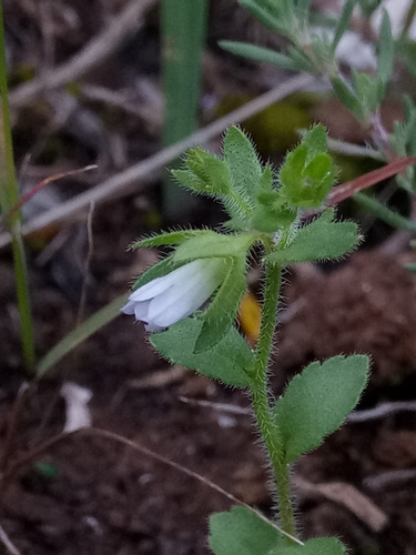 Campanula image