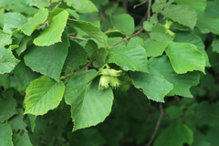 Corylus avellana