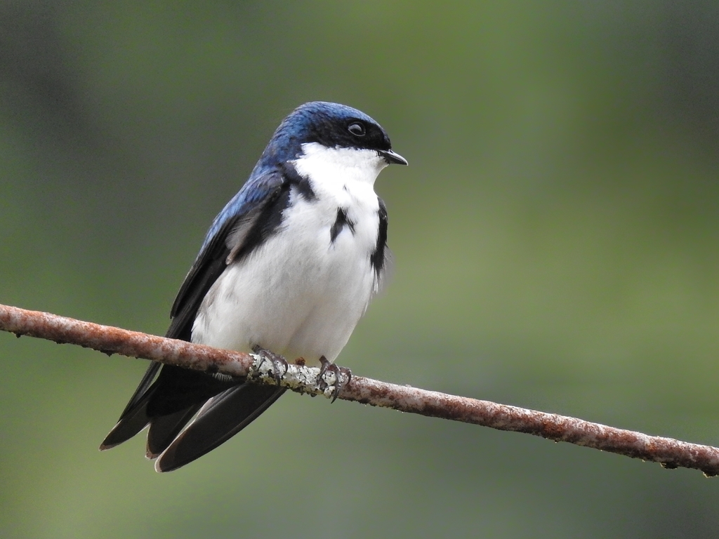blue-and-white swallow