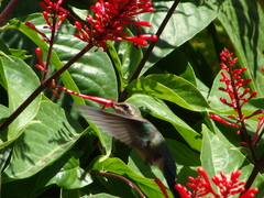 Chlorostilbon lucidus