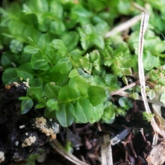 Plagiomnium ellipticum