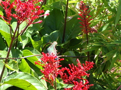 Chlorostilbon lucidus