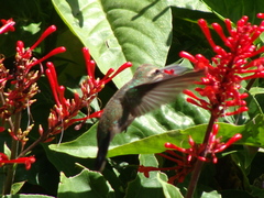 Chlorostilbon lucidus