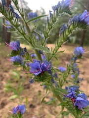 Echium vulgare