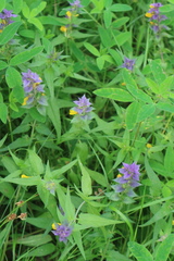 Melampyrum nemorosum