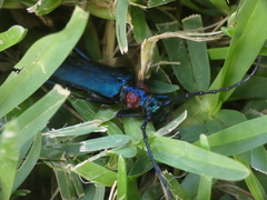 Aromia moschata ambrosiaca