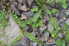 Lysimachia nummularia